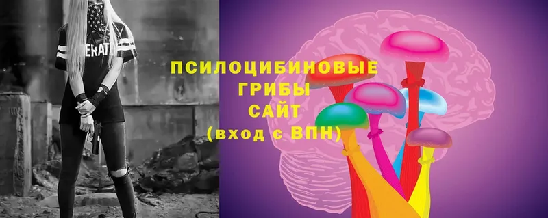 Псилоцибиновые грибы Cubensis  Петровск 